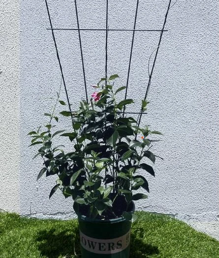 Maximize Your Garden Space with the Perfect Garden Trellis