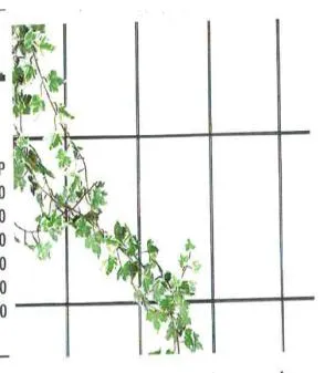 Boost Your Garden’s Growth with Metal Plant Supports