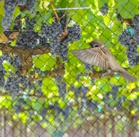 Agricultural Netting for Smarter Farming Protection