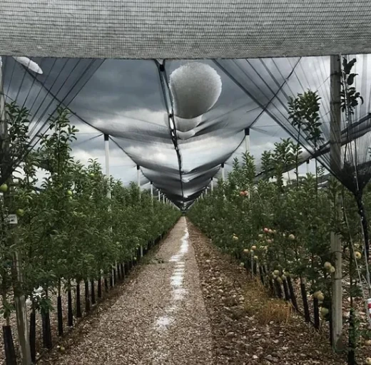 Finely Processed White Frost Cover Protector Anti-hail Netting for Plants Agriculture