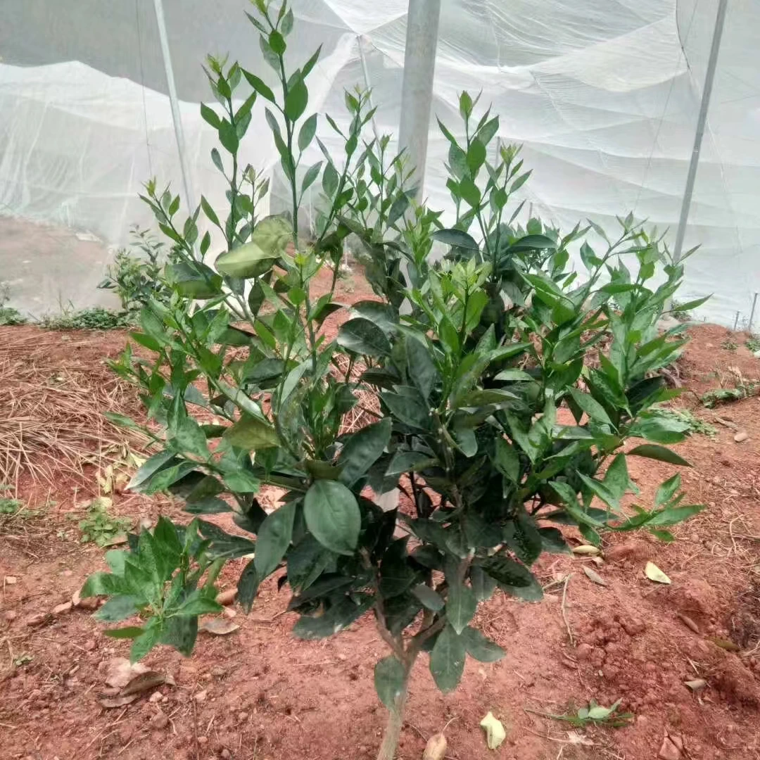 कंटेनर बैग के लिए एक नया नाम तैयार करें