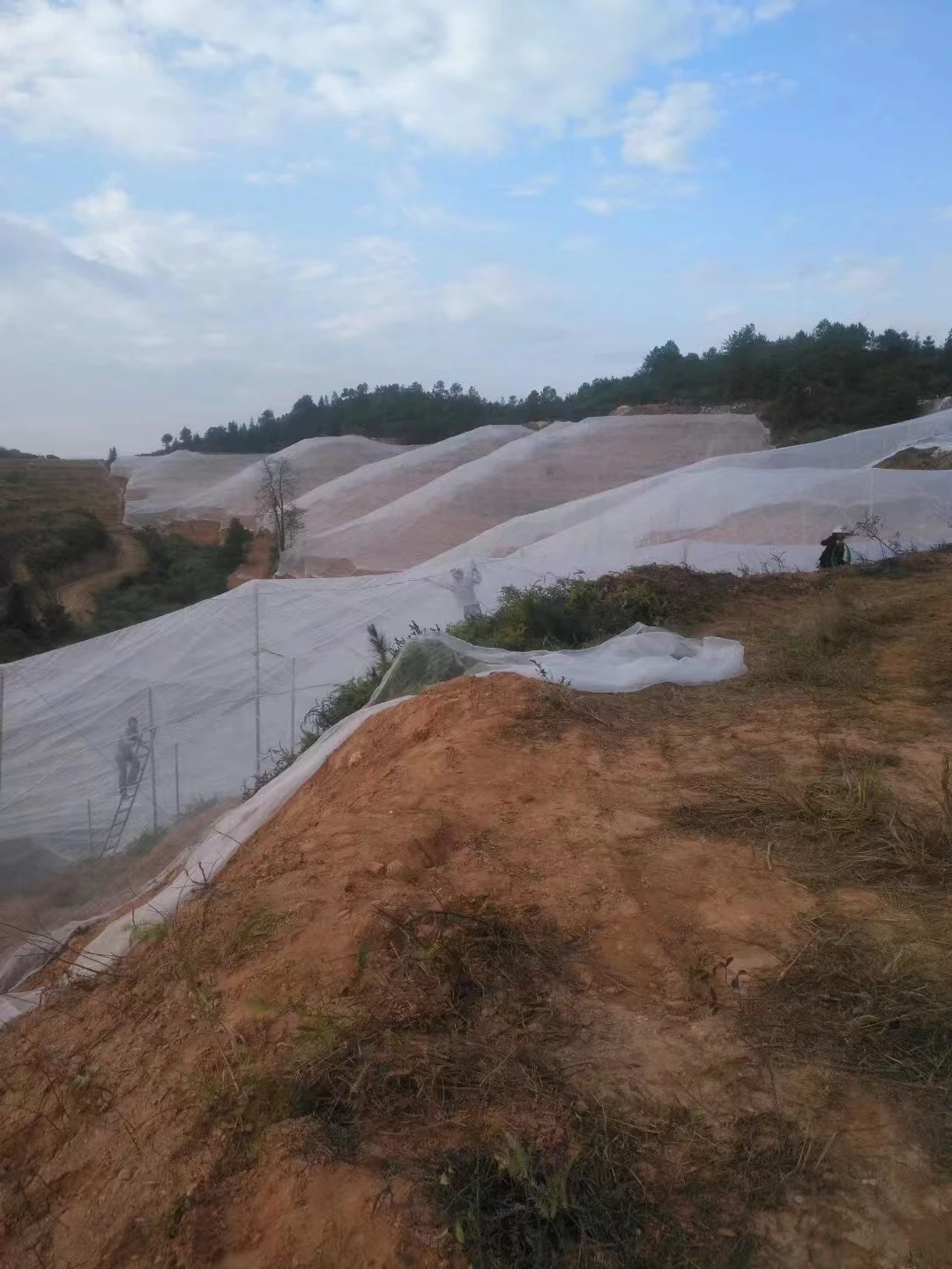 Exploring the Impact of Plastic Pollution on Chicken Farming and Environmental Sustainability