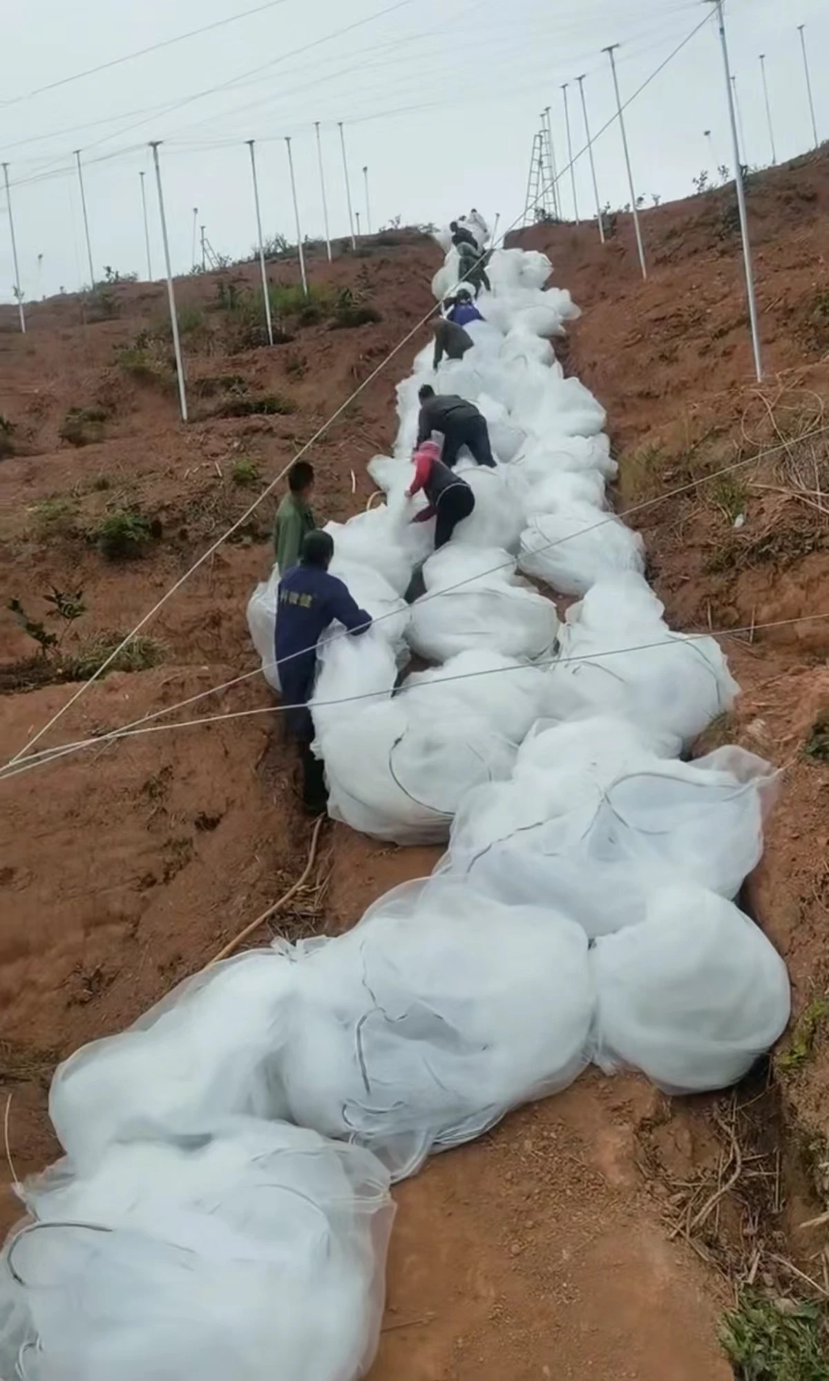 Durable Bird Netting Solutions for Effective Wildlife Protection and Garden Safety