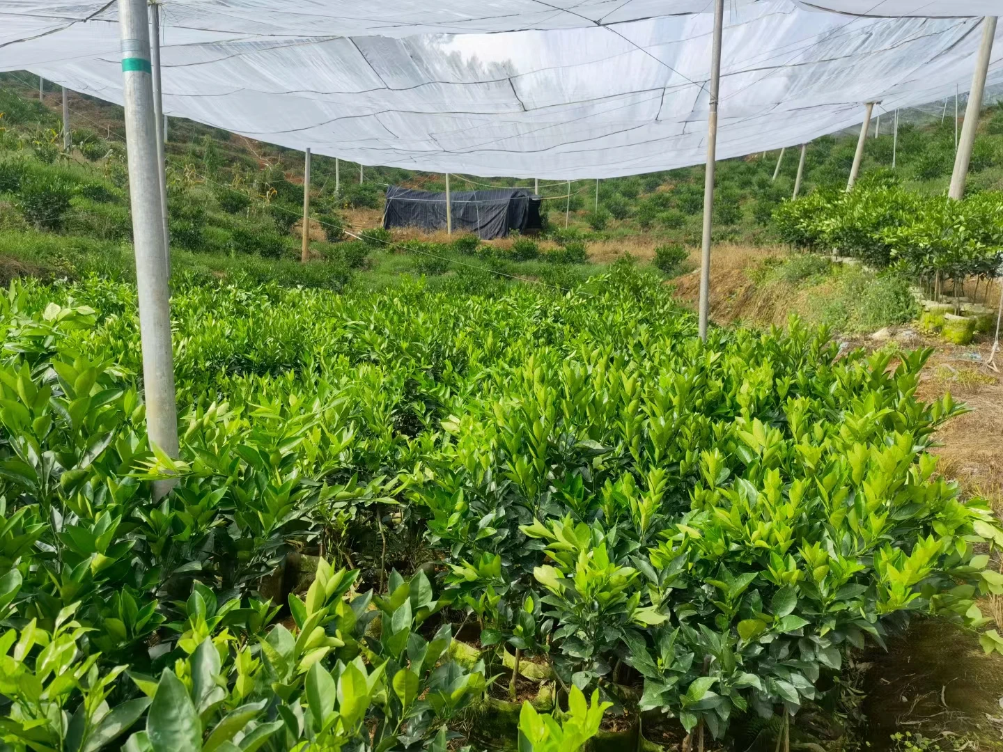 Effective Solutions for Managing Birds with Control Netting Techniques and Strategies Effective Solutions for Managing Birds with Control Netting Techniques and Strategies