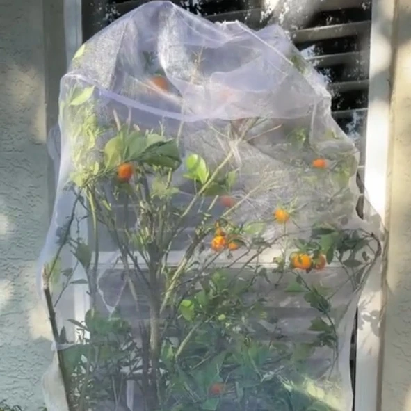 All You Need to Know about Anti-Insect Netting