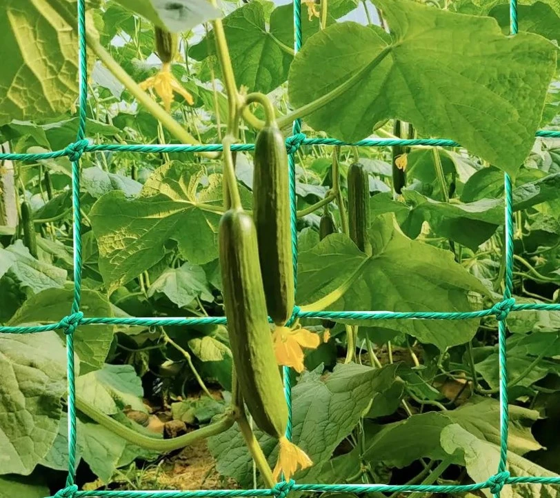 Creative Uses of Plastic Bags for Beverage Storage and Serving