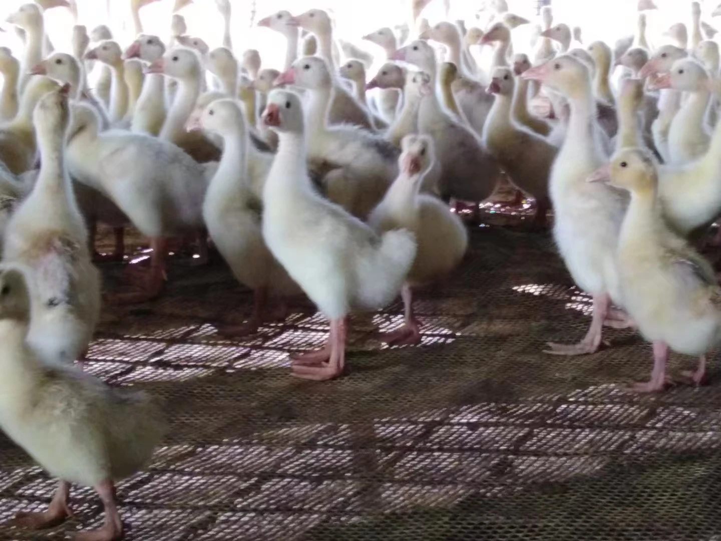 The Role of Net Breeder Box in Aquaculture Design