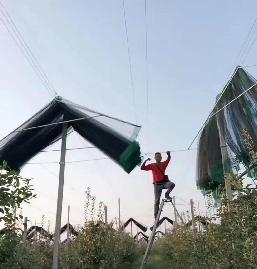 Asma plastik torbalar ilə müasir təşkilatçılıq ideyaları