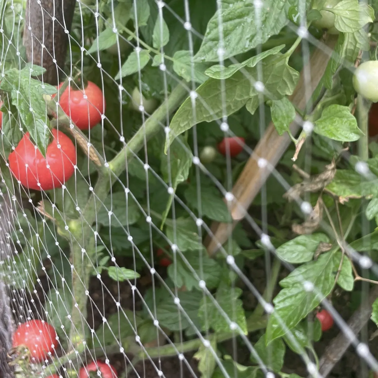 Bird Proof Netting – Durable, UV-Stabilized, Easy Install