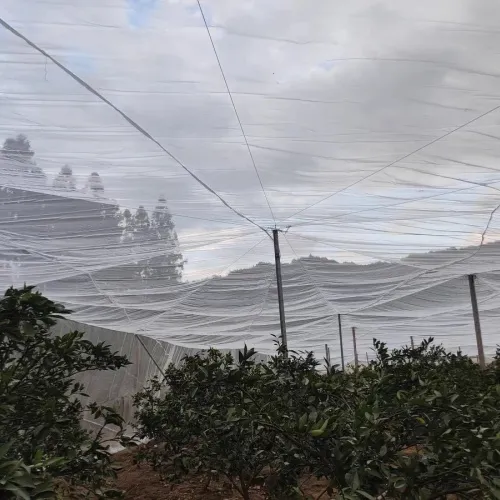 Transparent Net Agro Nets for Vegetable Fruit Tree
