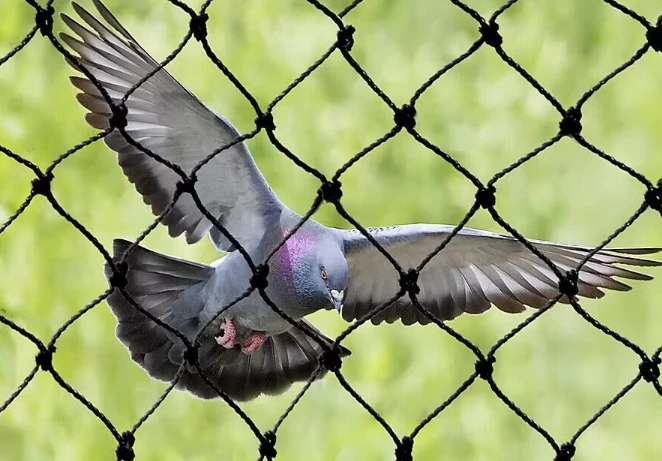 Premium Bird Netting Solutions for Every Need