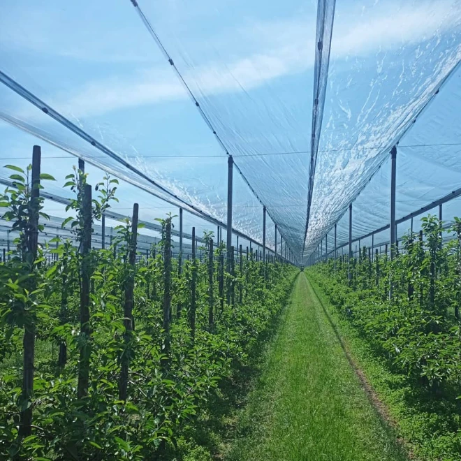 Protect Your Orchard with Anti Hail Net for Apple