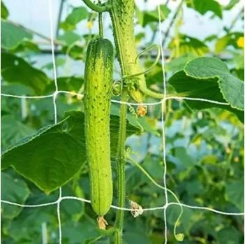 Effective Bird Control Solutions for Every Need