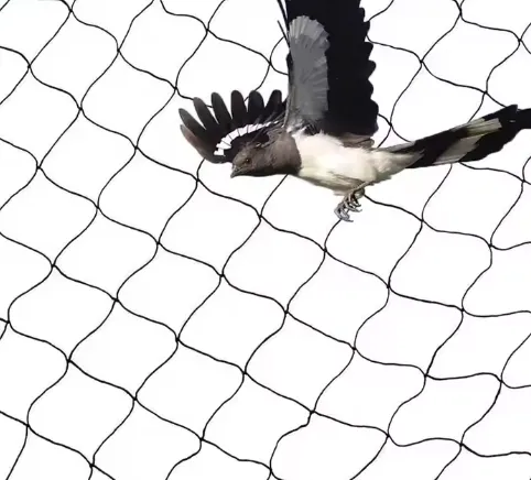 Bird Netting for Garden: An Ideal Choice to Protect Beautiful Garden