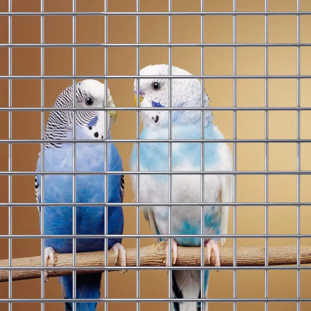 Professional Factory Iron Wire Mesh Cold Plated Electric Welding Mesh