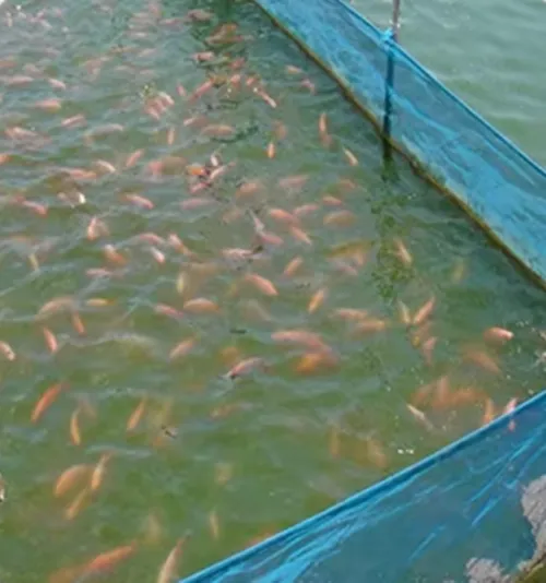 Read More About agricultural insect net