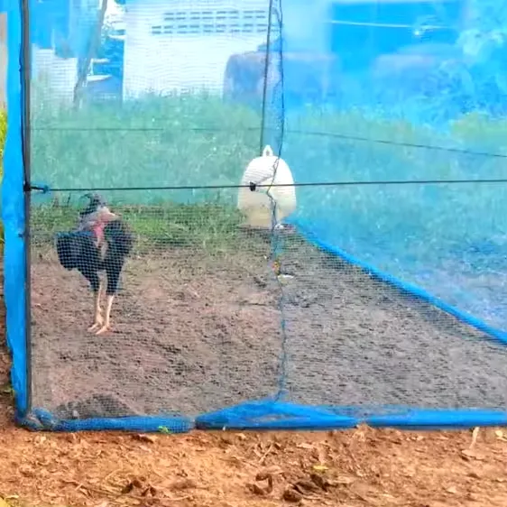 Read More About insect proof garden netting