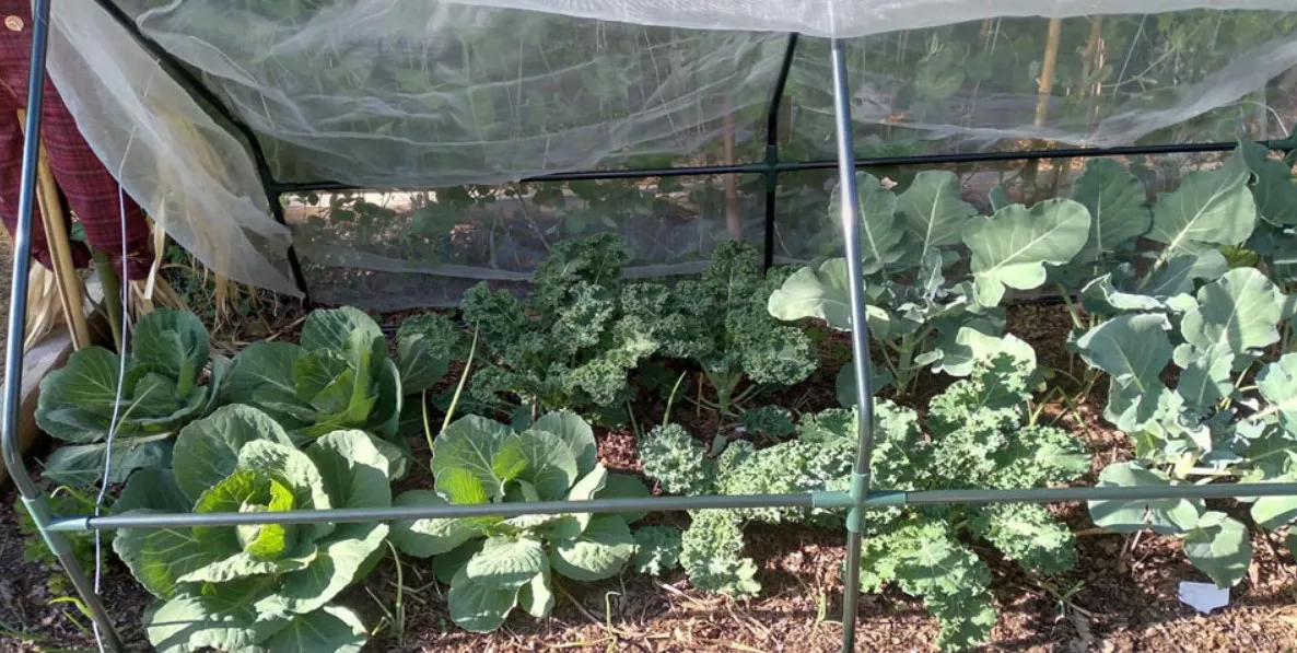 Exploring the Benefits and Applications of Agricultural Mesh in Modern Farming Practices