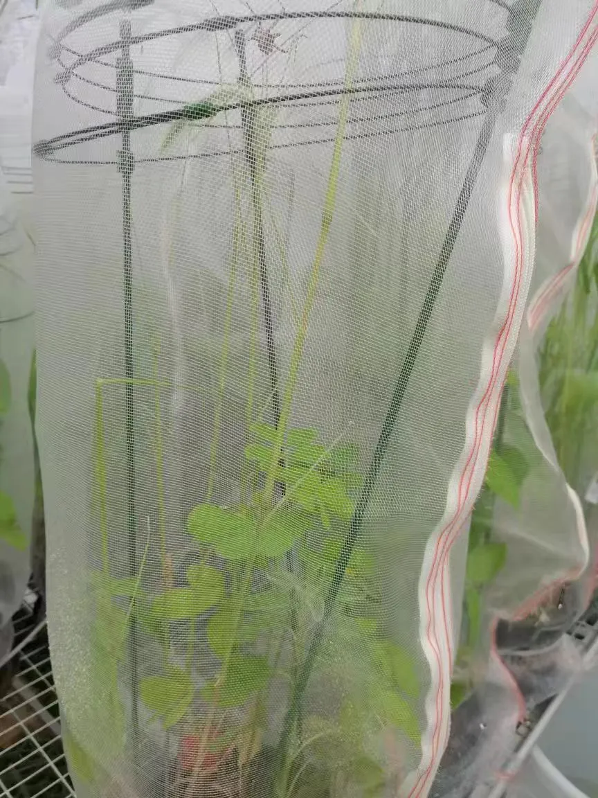 Filets agricoles pour une protection efficace des cultures et des plantes