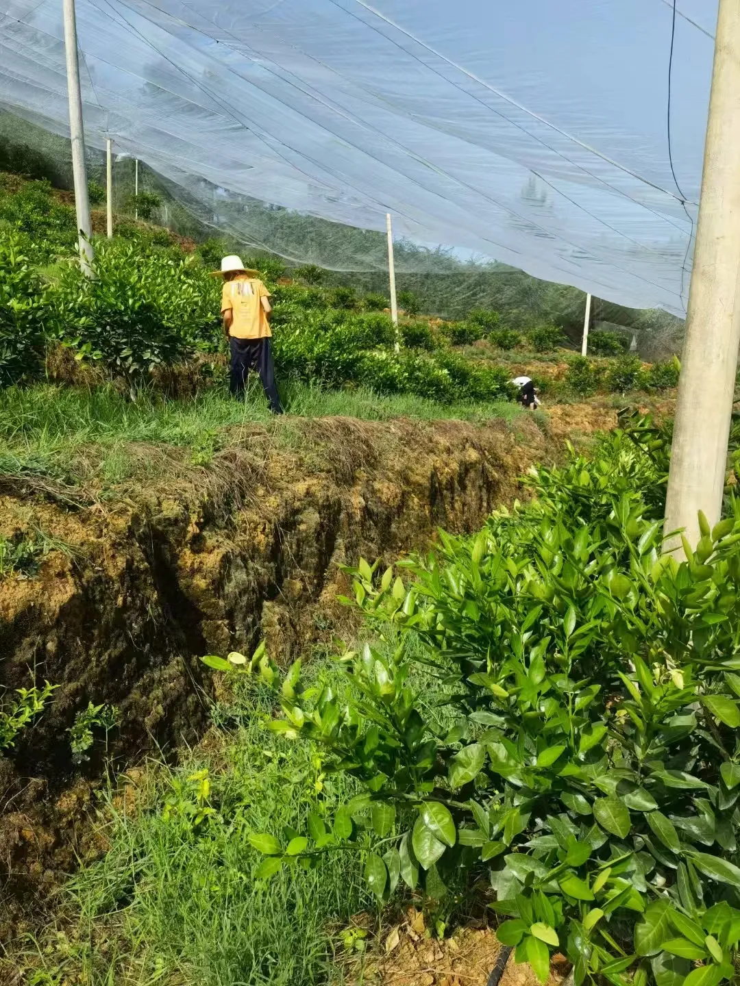 Benefits of Agricultural Mesh in Modern Farming Practices and Crop Protection Benefits of Agricultural Mesh in Modern Farming Practices and Crop Protection