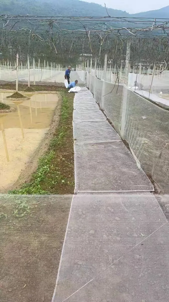 Techniques and Strategies for Effective Bird Catching with Nets in Various Environments