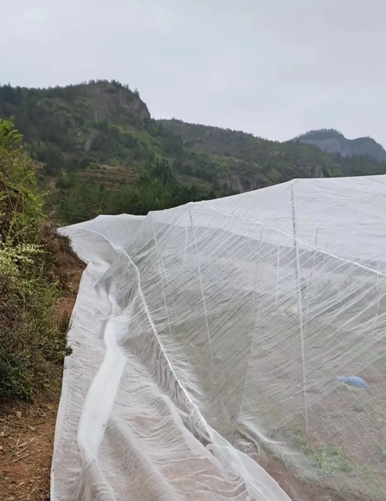 Effective Strategies for Protecting Vineyards from Hail Damage with Netting Solutions