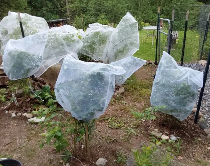 Insect-Resistant Mesh for Effective Pest Protection in Gardening and Agriculture