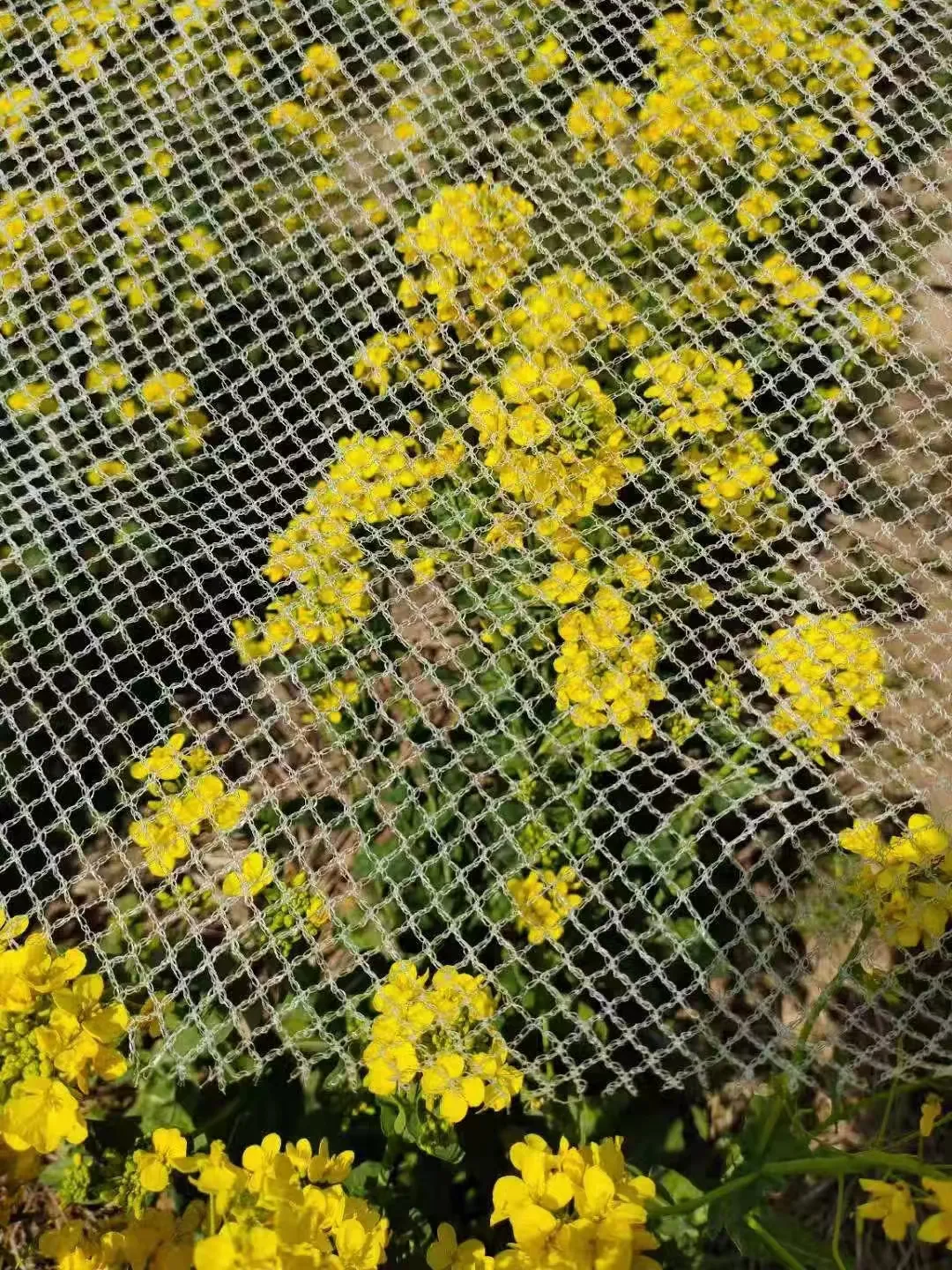 salem weld mesh salem weld mesh