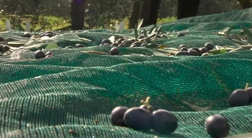 Anti Hail Netting Solutions | Protect Your Crops and Investment