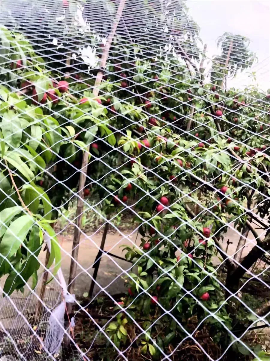chicken net plastic
