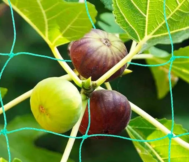 Installing Bird Netting: Fast, Humane, Durable Protection