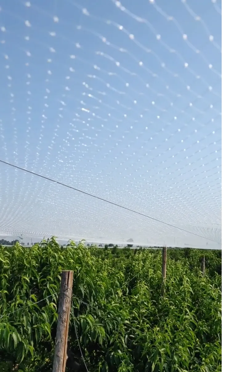 Read More About Avian Netting