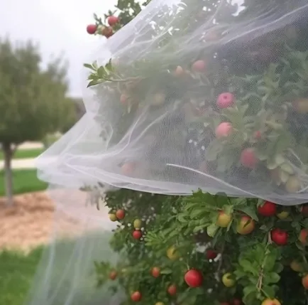 Read More About Collapsible Insect Net