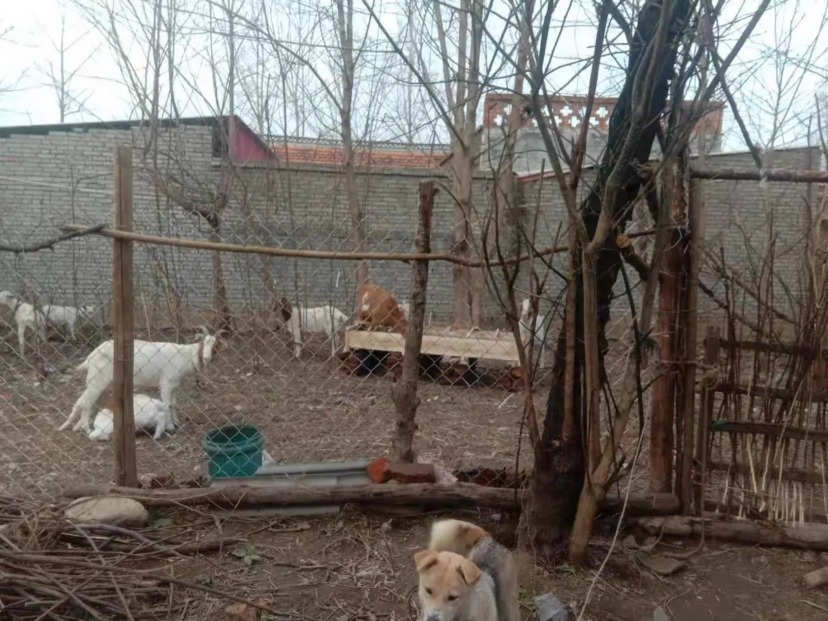 Read More About Bird Mesh