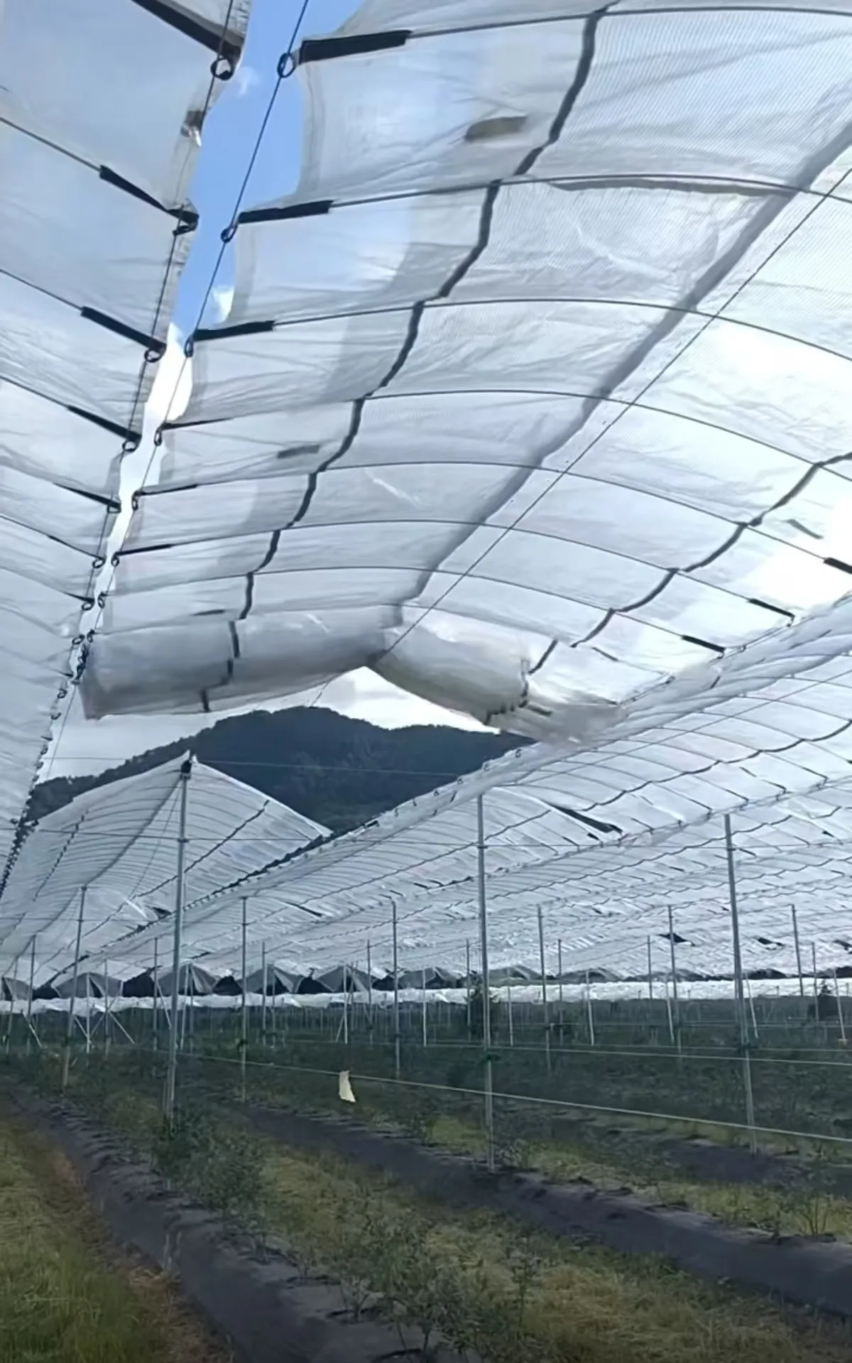 Durable and Lightweight Plastic Poultry Netting for Effective Bird Protection