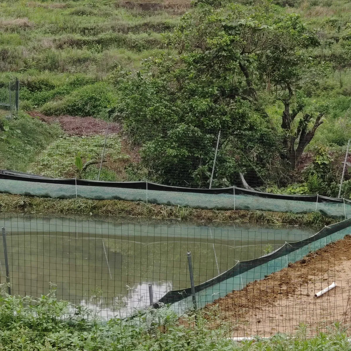 Read More About Large Bird Netting