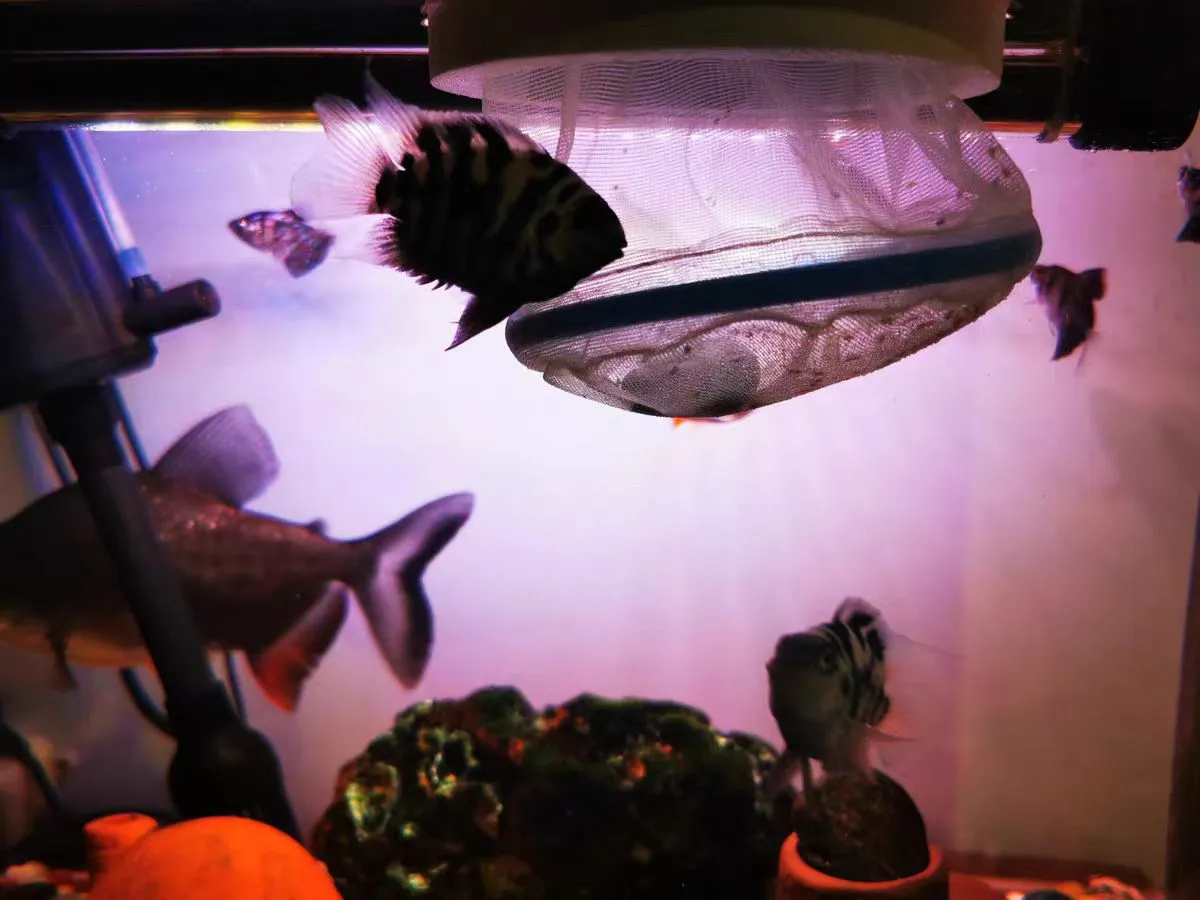 Durable Steel Wire Mesh for Effective Screening and Filtration Solutions