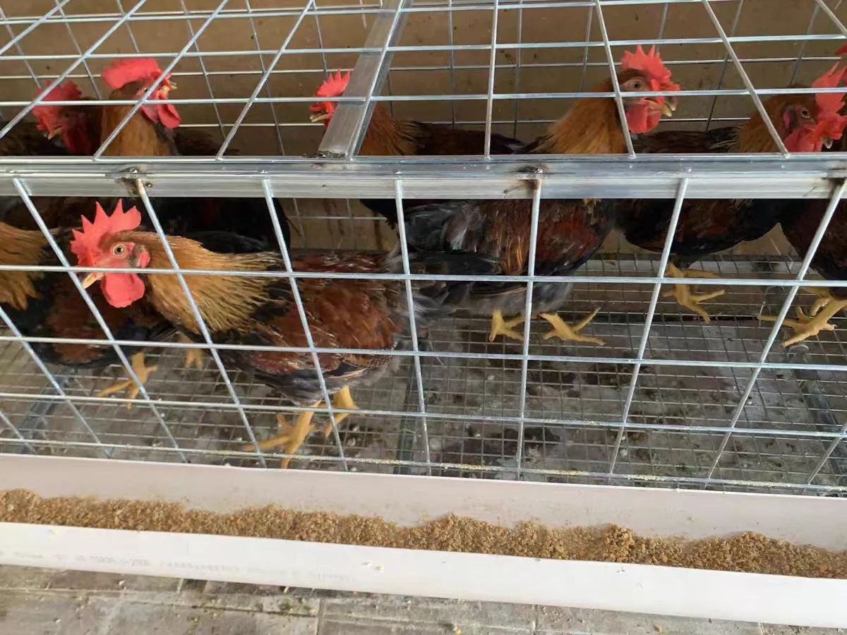 Read More About Bird Control Netting