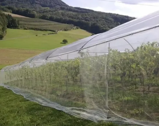 Durable Welded Wire Fencing Made from Galvanized Steel for Various Applications