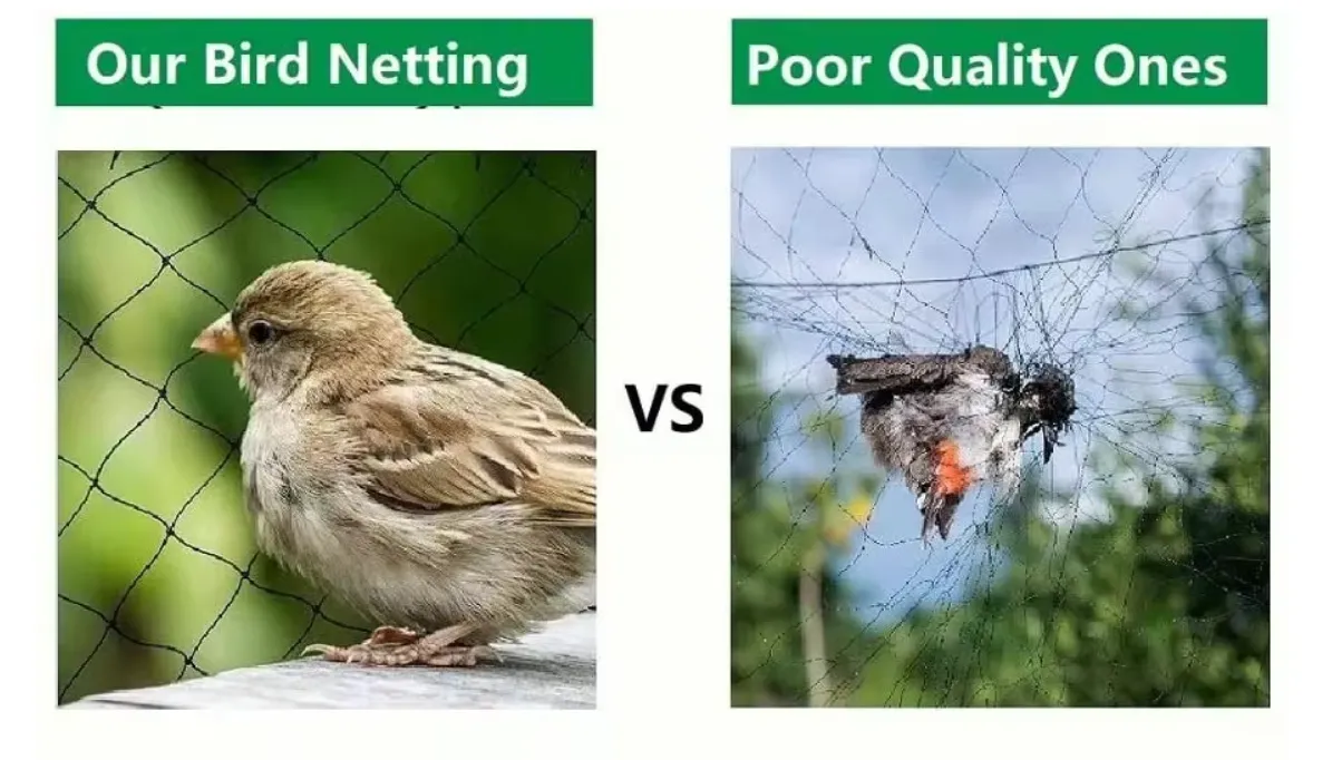 Read More About commercial bird netting