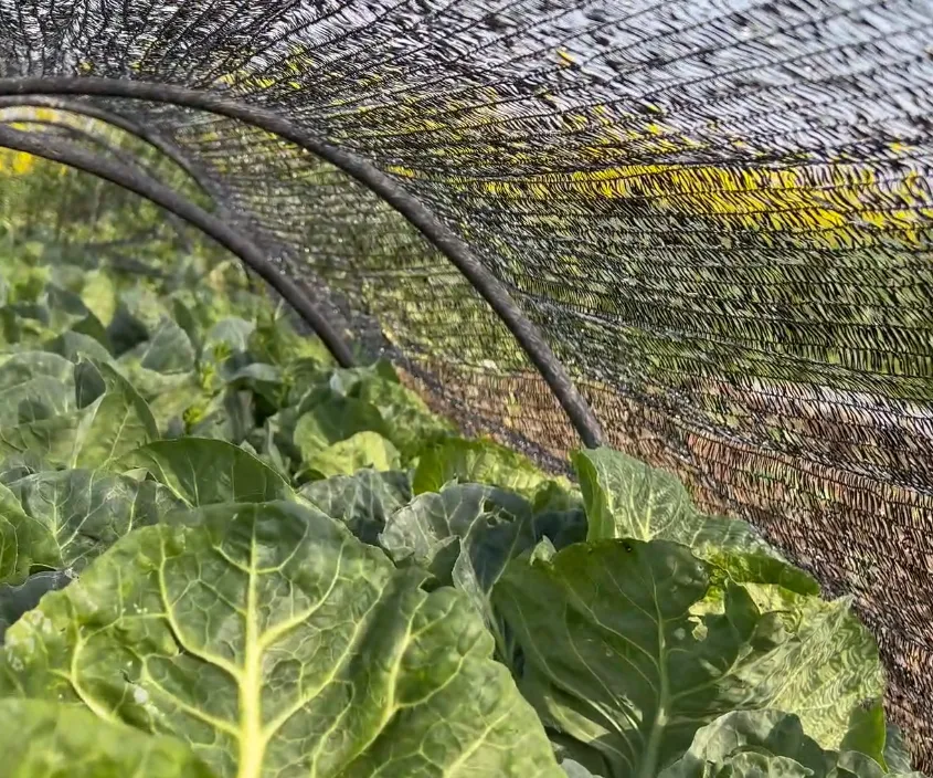 Read More About anti uv sun shade net