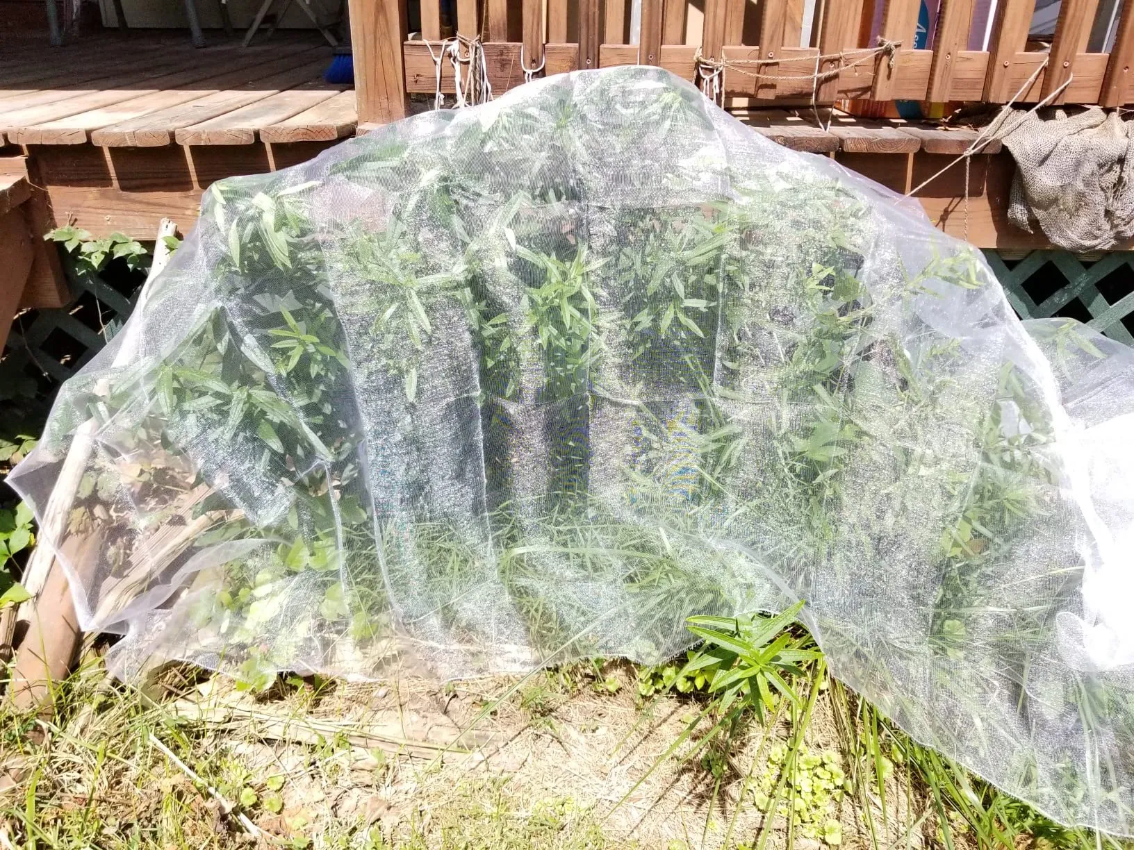 Read More About insect net mesh 50