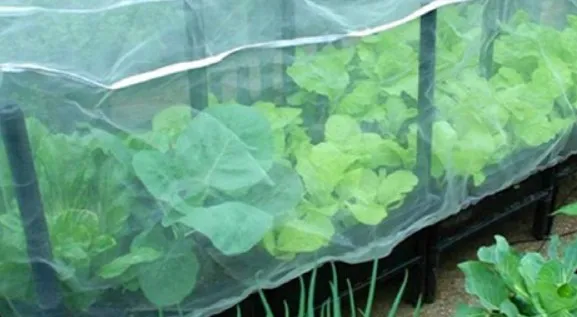 Hail Protection Solutions for Vineyards Using Netting Techniques and Strategies