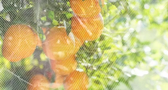 Mesh Solutions for Windows to Prevent Insect Intrusion and Enhance Comfort