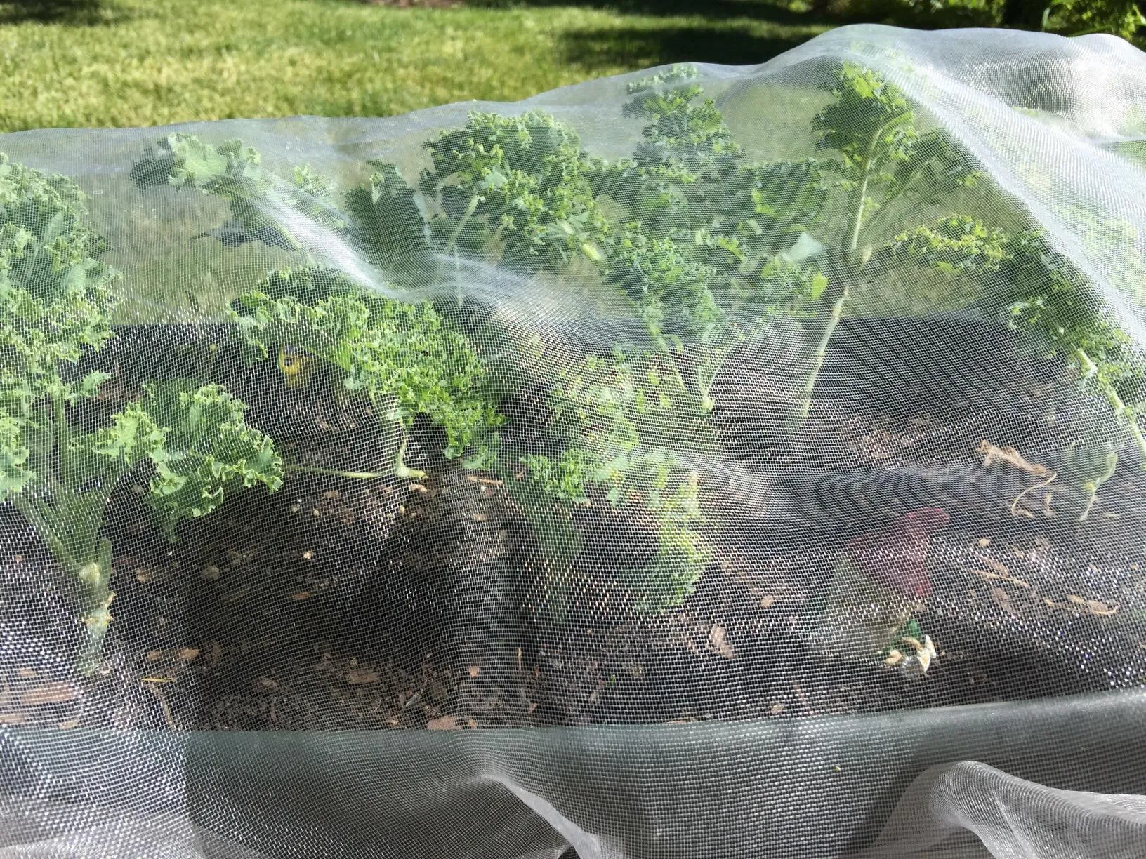 Read More About insect proof garden netting