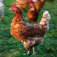 Read More About bird proofing mesh