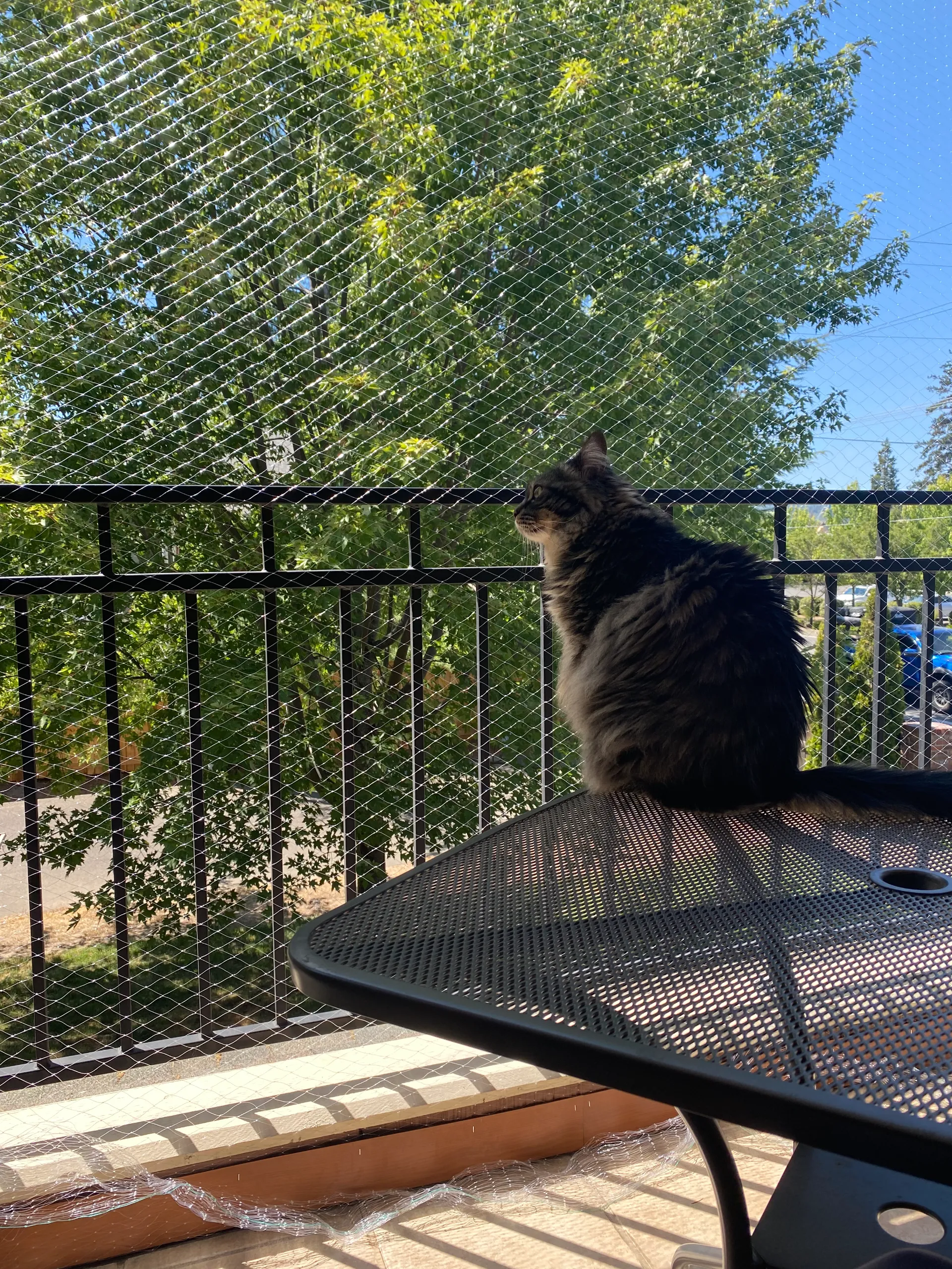 Read More About bird net