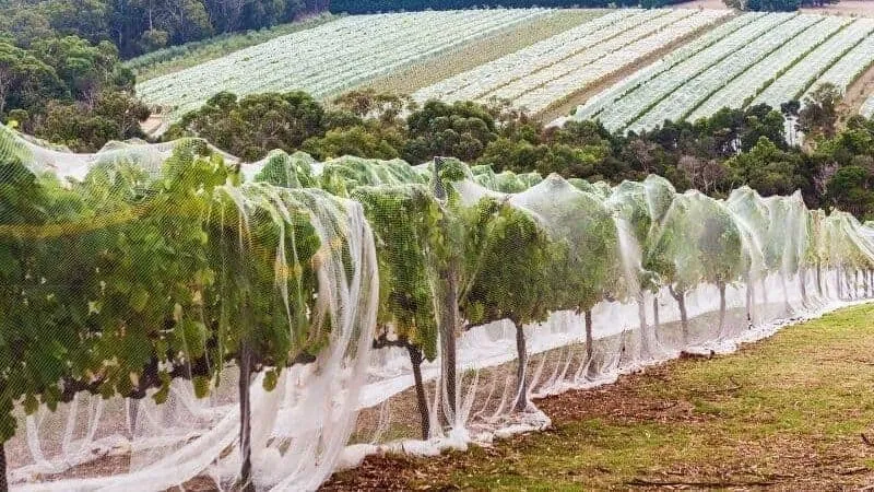 Read More About Bug Net Fabric