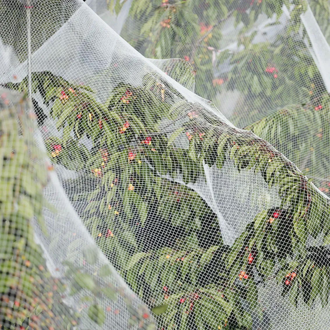 Read More About Big Bug Netting