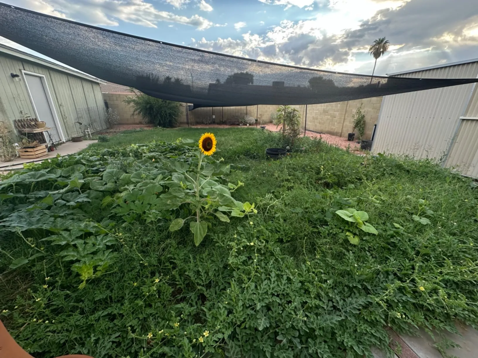 window net to keep bugs out